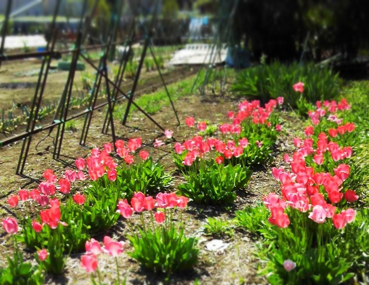 おはながわらった